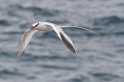 057 Red-billed tropicbird 04